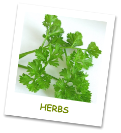 HERBS